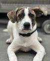 Bugsy photo 1