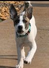 Bugsy photo 2