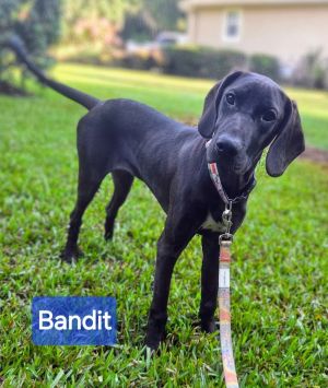 Bandit, Young Male unknown