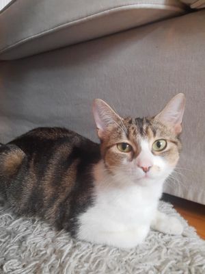 Fanette, Adult Female unknown