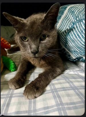 Mac - Russian Blue Russian Blue Cat