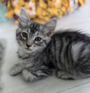 Maui*, Baby Female unknown