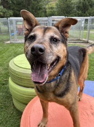 Tubbs, Senior Male German Shepherd Dog