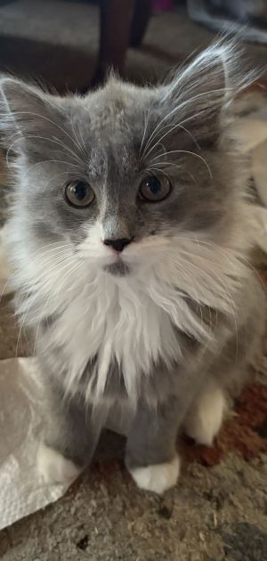 Buttercup, Baby Female Domestic Long Hair