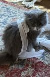Buttercup photo 2