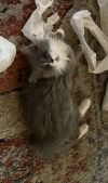 Buttercup photo 3