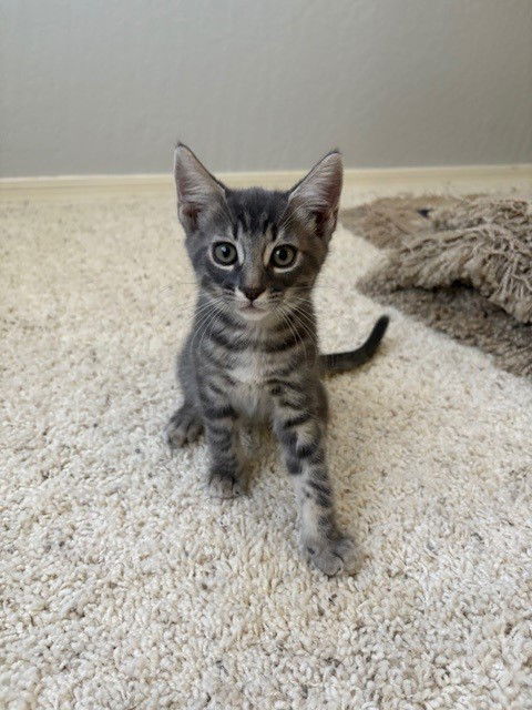 Bella Luna