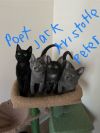 Jack, Poet, Aristotle, &amp; Peter photo 1