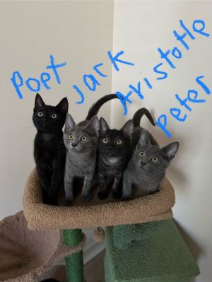 JACK POET ARISTOTLE  PETER Born in mid-April these brothers are extremely ha