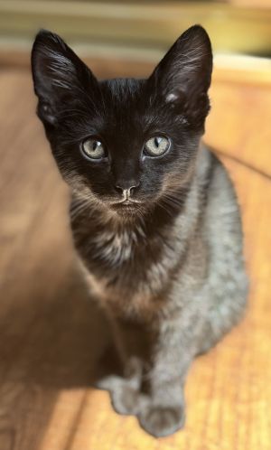 Shelby - Sweet & Sassy Bombay Cat