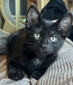 Meet Ford Like his namesake Ford is built for comfort and classic charm This sweet laid-back boy
