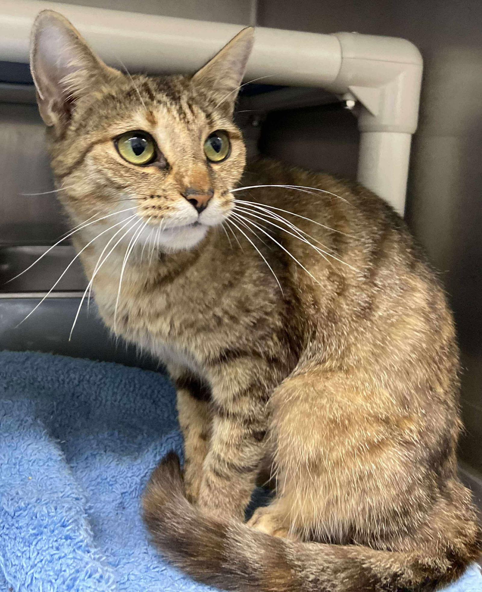 Palm - Visit At Petsmart Lynchburg
