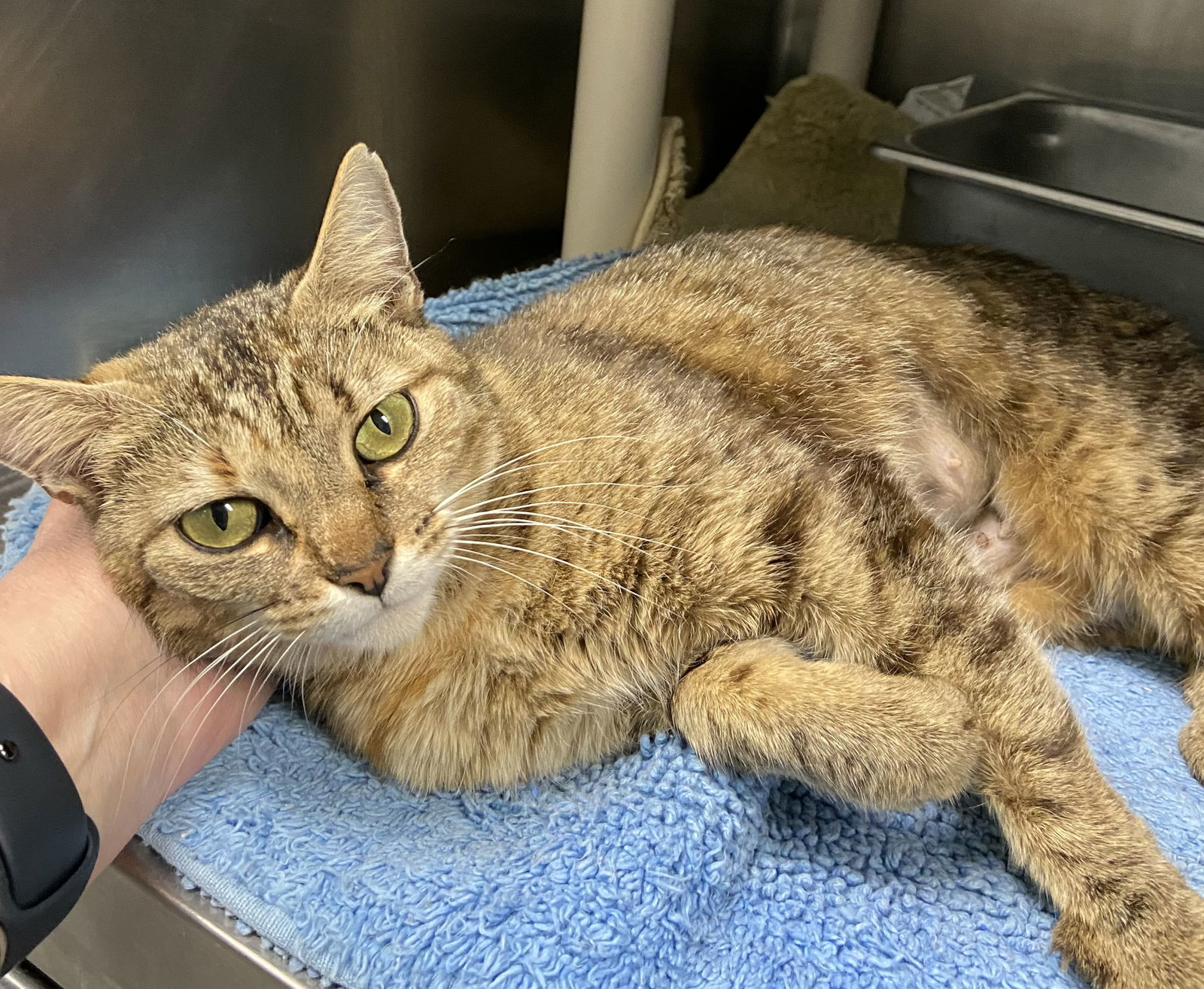 Palm - Visit At Petsmart Lynchburg