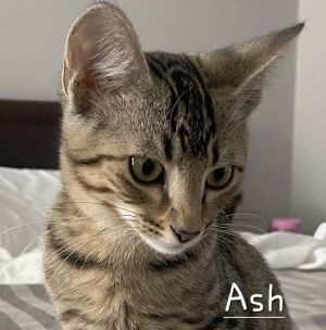 MUSIC LOVER DOB 3325 Meet Ash - Your Music-Loving Good-Time Tabby Ash is a strikingly handsome t