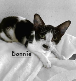 Bonnie #rare-and-sSpecial Oriental Short Hair Cat
