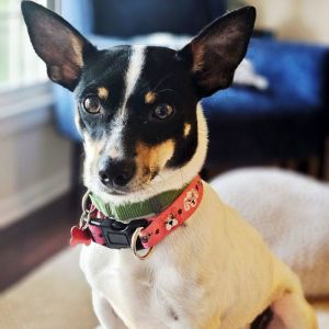 May is a lovely 11 lb 2 year-old rat terrier with a big personality and even bigger heart She cam