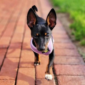 Meet August an adorable 6-month-old rat terrier puppy with a heart full of playful spirit He is a 