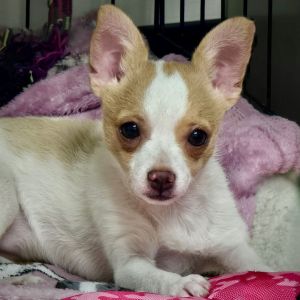 Peaches is a sweet 5 month-old 5 lb female rat terrier mix who has a calm temperament and wonderfu
