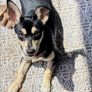 Meet Cora the Tiny Tornado of Joy Cora is a playful small bundle of fun She is a super sweet