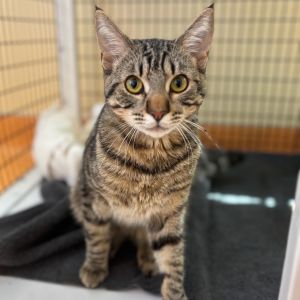 Hi there My name is Pete and I am a neutered male domestic short-hair cat that is medium in size