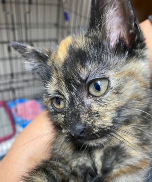 CAT- WENDY, Baby Female Domestic Medium Hair