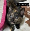 CAT- WENDY photo 3