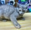 CAT-TINK photo 1