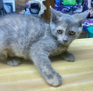 CAT-TINK, Baby Female Domestic Medium Hair