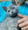 CAT-TINK photo 2