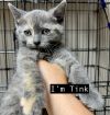 CAT-TINK photo 3