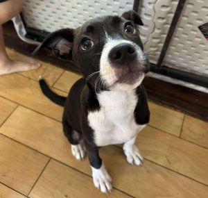 BESSIE, Baby Female Pit Bull Terrier