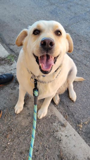 Sweetie, Adult Female Labrador Retriever