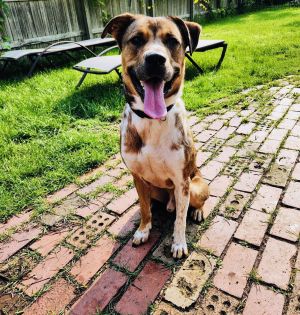 Tiger, Adult Male Pit Bull Terrier