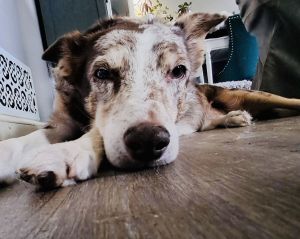 Rheeta, Senior Female Border Collie