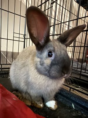 Hershey, Baby Male Holland Lop