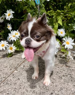Mollie, Young Female French Bulldog