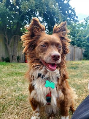 Bud, Adult Male Mixed Breed