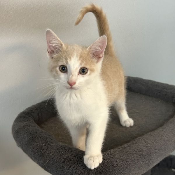Pet Image