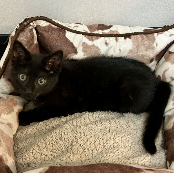 Pet Image