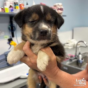 Tilly, Baby Female Corgi