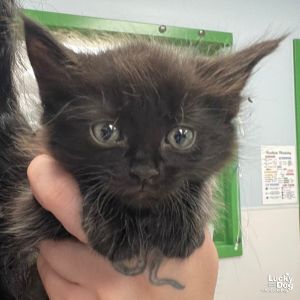 Manley, Baby Male Domestic Short Hair