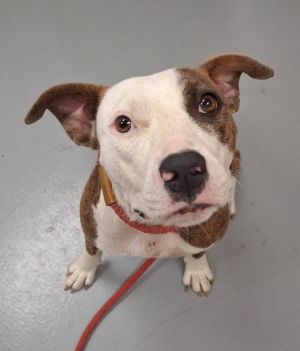 Marge, Young Female Terrier
