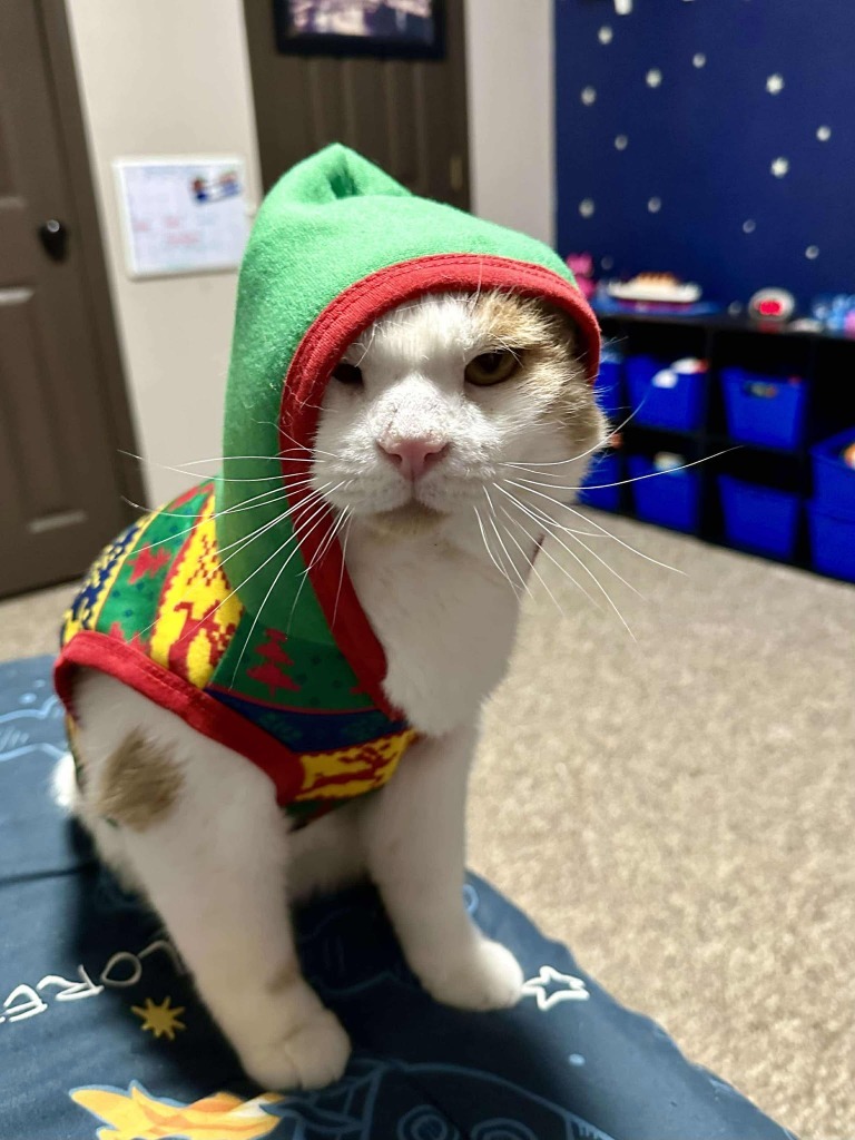 Tsunami, an adoptable Domestic Short Hair in Cloquet, MN, 55720 | Photo Image 1
