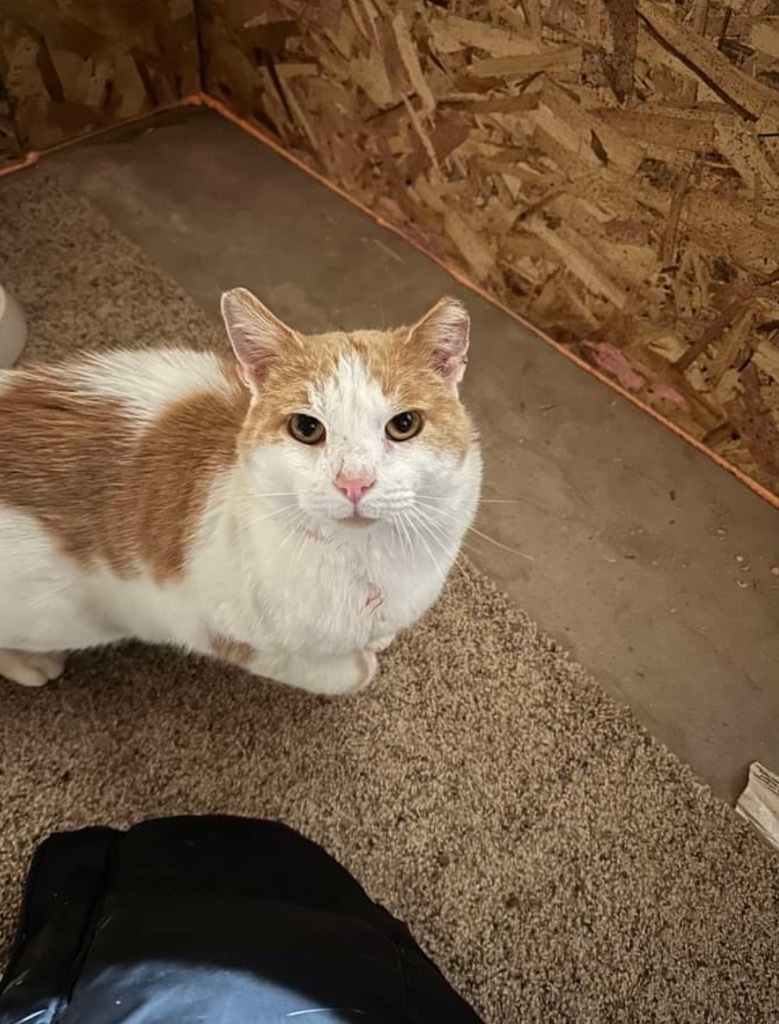 Tsunami, an adoptable Domestic Short Hair in Cloquet, MN, 55720 | Photo Image 2