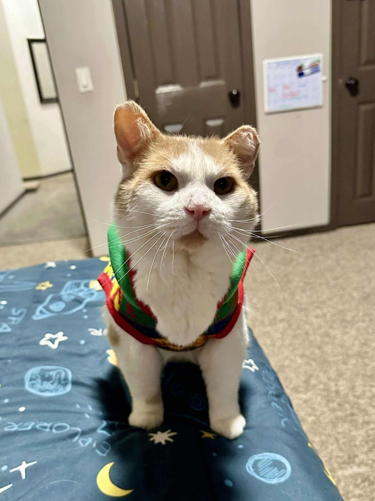 Tsunami, an adoptable Domestic Short Hair in Cloquet, MN, 55720 | Photo Image 3