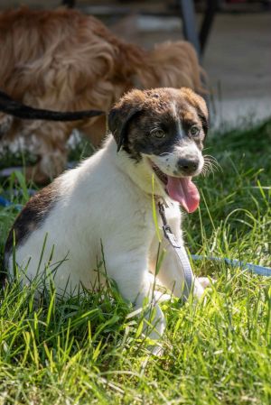 America, Baby Female Shepherd