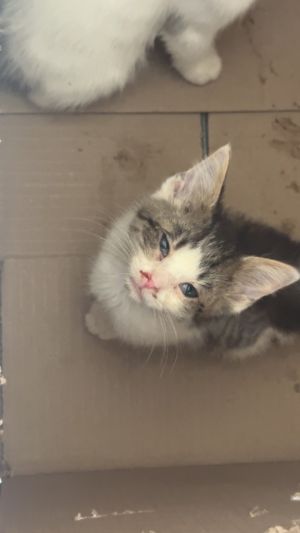 Kat, Baby Female Domestic Short Hair