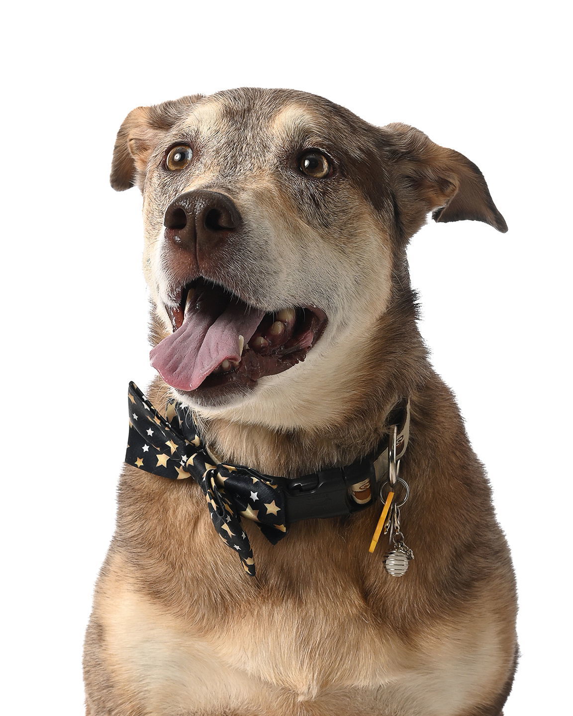 Kishi, an adoptable Australian Cattle Dog / Blue Heeler in Salt Lake City, UT, 84171 | Photo Image 1
