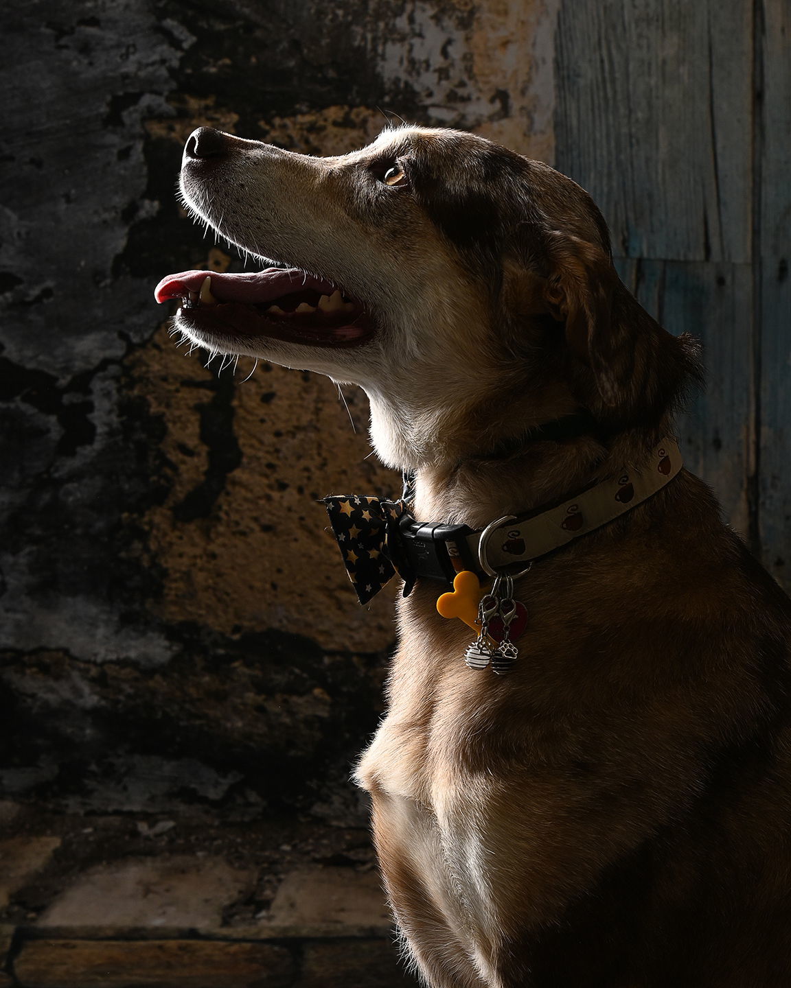 Kishi, an adoptable Australian Cattle Dog / Blue Heeler in Salt Lake City, UT, 84171 | Photo Image 2