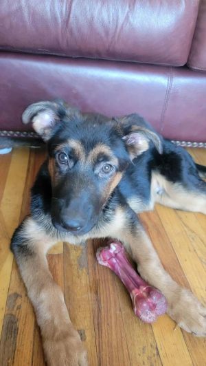 Jonah of Arch, Baby Male German Shepherd Dog